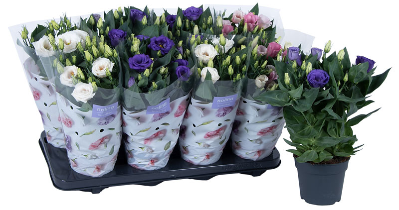 Julietta-gemengd-8gaats-losse-plant-tray