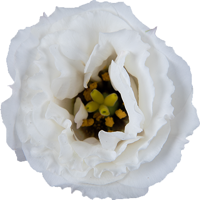 Julietta_White_bloem