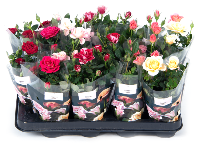 Party-mix-216tray-Nolina-hoes-+-rood