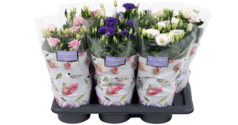 Lisianthus-17cm-tray-mix-Nolina-hoes